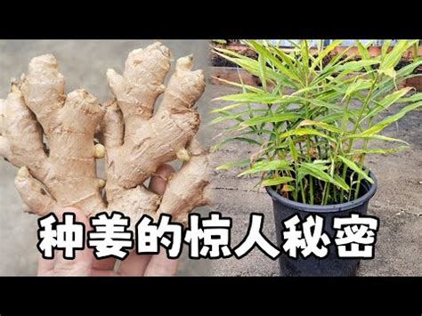 種薑|生薑的種植方法，很實用，學會它，春天種姜就能用到。